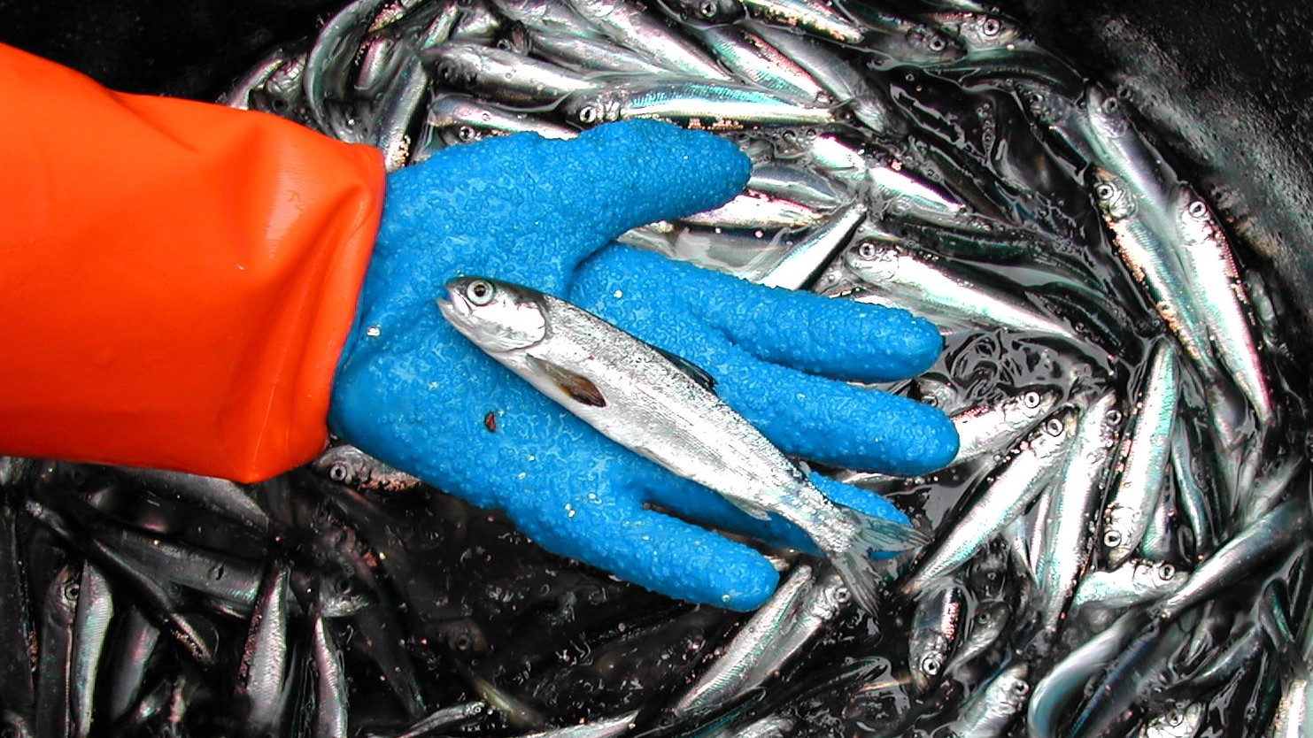 The condition factor of young Atlantic salmon sampled at sea was reduced in the period 2003–2012. Photo Audun H. Rikardsen